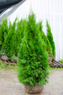 Tuja EMERALD Tuja Smaragd 180-200cm Najkrajšia DOPRAVA ZDARMA
